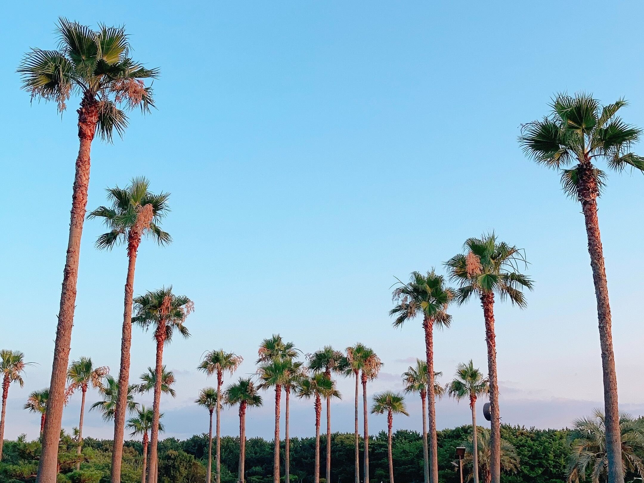 ”辻堂海浜公園”