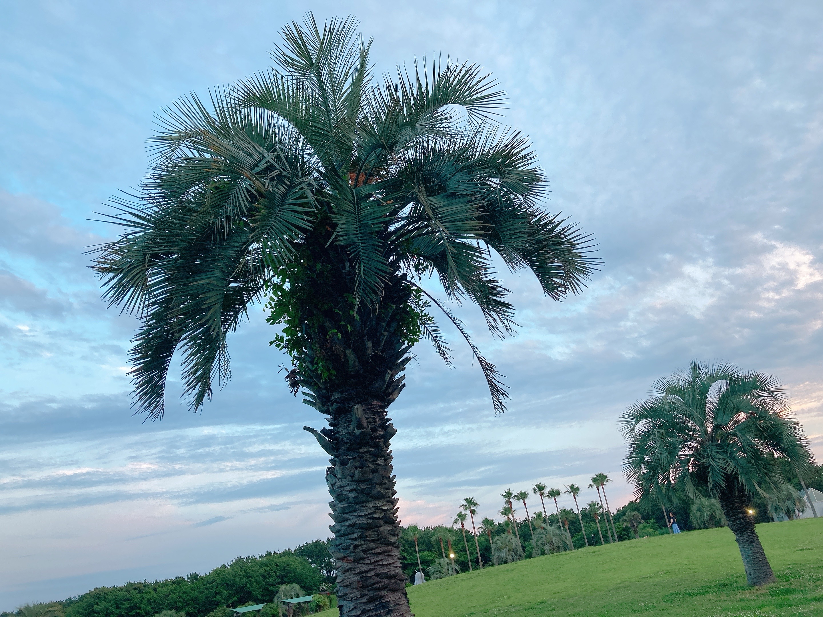 海浜公園ヤシ